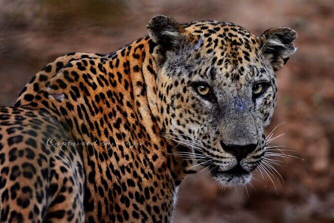 Full day / Half Day WildlifeAdventure in Yala-National-Park - Exploring the Yala Safari Experience