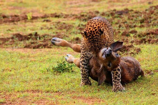 Full day / Half Day WildlifeAdventure in Yala-National-Park - The Sum Up