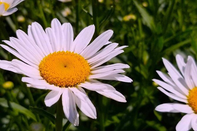 Full-Day Highlights of Prince Edward County Private Tour - The Natural Wonders: Sandbanks and Lake on the Mountain