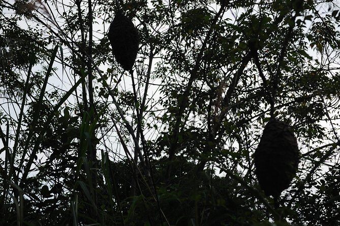 Full day hiking in Jungle of Cat Ba National park - Who Is This Tour Best For?