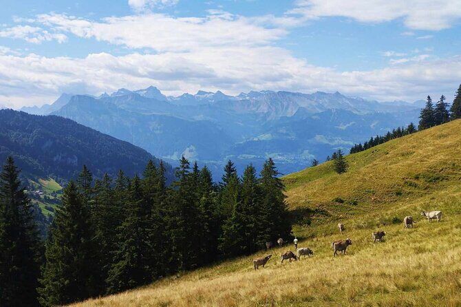 Full-Day Hiking Swiss Alps and Lake swim with Pick-up - Pricing and Value
