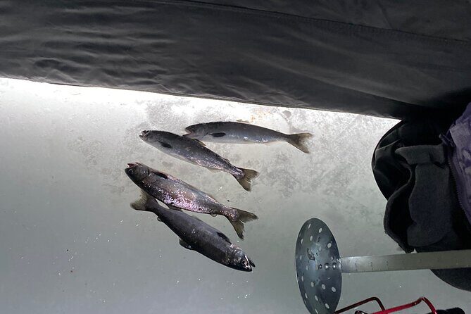 Full Day Ice Fishing Experience in Palmer Alaska - What to Expect from the Full Day Ice Fishing Tour