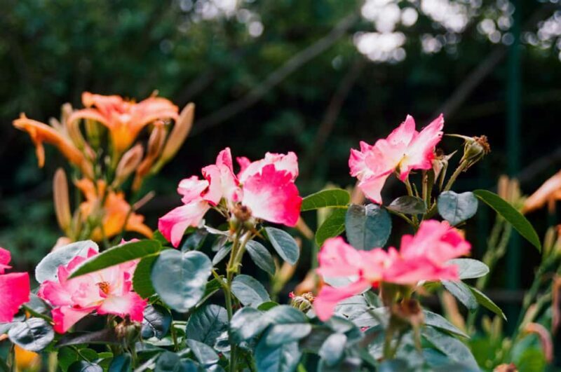 Full-day Impressionism Tour: Giverny and Marmottan - A Complete Look at the Impressionism Tour