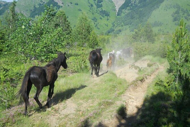 Full Day Jeep Safari Pelister Tour from Ohrid and or Bitola - Exploring North Macedonia’s Wild Beauty: The Full Day Jeep Safari Pelister Tour