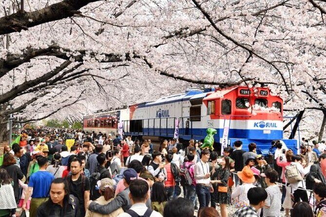 Full-Day Jinhae Cherry Blossom festival Private tour - Key Points