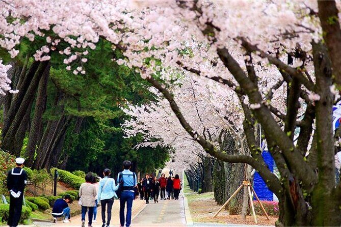 Full-Day Jinhae Cherry Blossom festival Private tour - The Journey Through Jinhae’s Cherry Blossom Hotspots