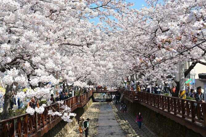 Full-Day Jinhae Cherry Blossom festival Private tour - FAQs