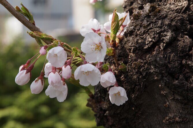 Full-Day Jomon World Heritage Site Tour in Hirosaki Area - Practical Details and Personal Insights