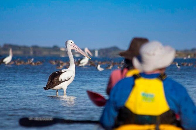 Full Day Kayaking Tour in Coorong National Park - The Value of This Experience