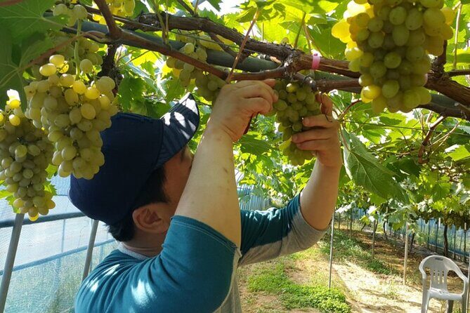 Full-Day Korean orchard tour with Lunch[Depart from Busan] - A Deep Dive Into the Experience