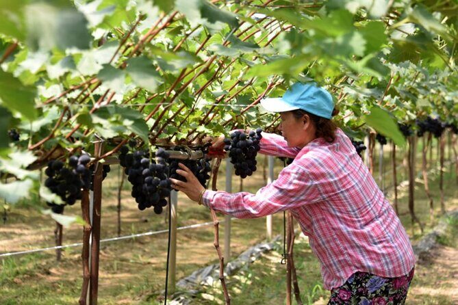 Full-Day Korean orchard tour with Lunch[Depart from Busan] - Why This Tour Offers Value