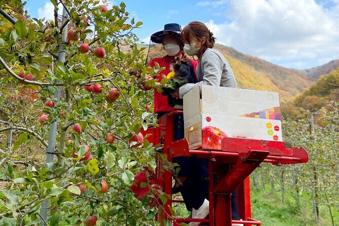 Full-Day Korean orchard tour with Lunch[Depart from Busan] - FAQ
