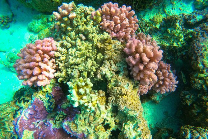 Full-day Lagoon Safari Tour with Lunch in Bora Bora - Shared tour - What Could Be Better