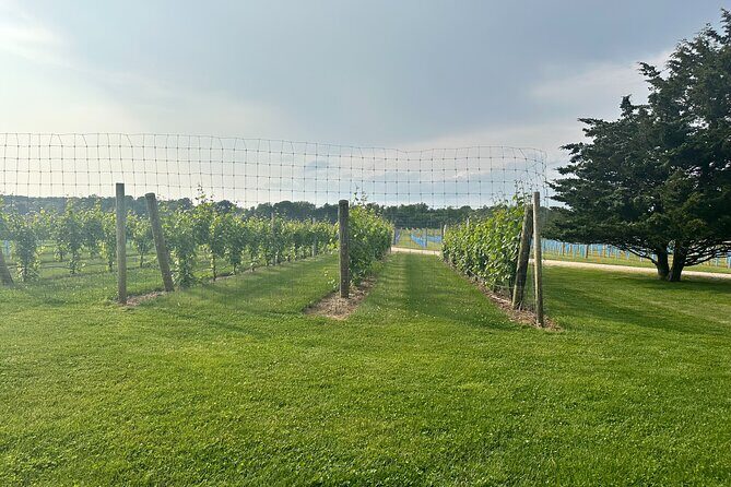 Full-Day Luxury Long Island Private Winery Tour - An In-Depth Look at the Long Island Winery Tour