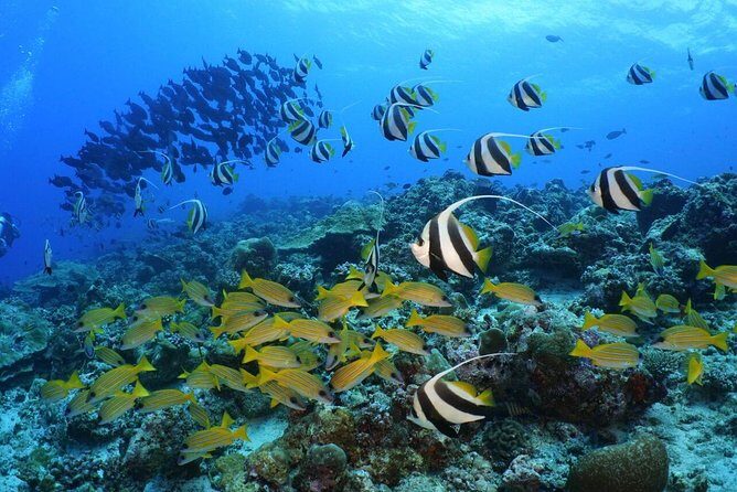 Full Day Maldives Adventure - Key Points