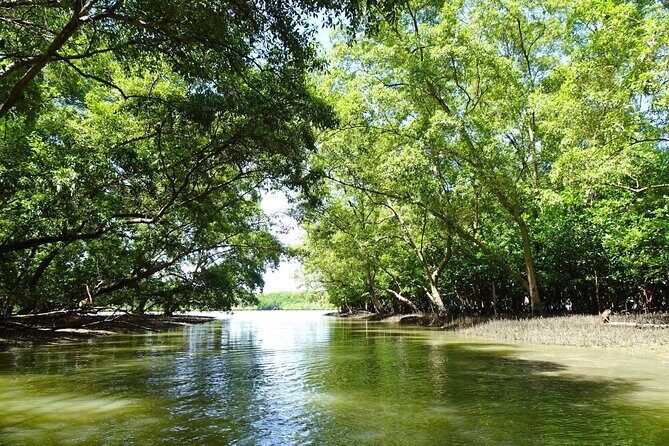 Full Day Mangrove Forest Conservation Centre - An In-Depth Look at the Tour Experience