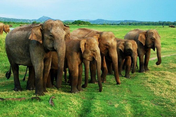 Full-Day Minneriya and Kaudulla National Parks Private Safari - FAQ