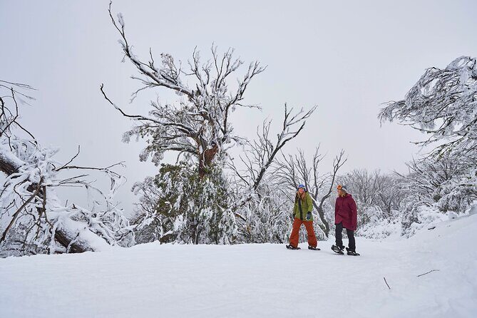 Full-Day Mount Buller Tour - The Sum Up: Is the Mount Buller Full-Day Tour Worth It?
