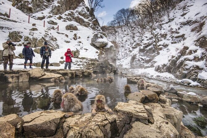 Full Day Nagano Tour Jigokudani Park And Zenkuji Temple - Key Points