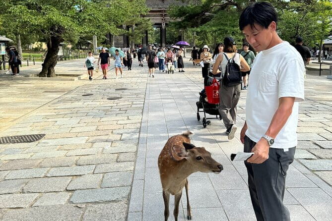 Full Day Nara Deer, Temple, Shrine, Activities & Tea Ceremony - Cultural Activities & Personal Touches