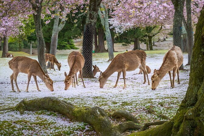 Full Day Nara Deer, Temple, Shrine, Activities & Tea Ceremony - Deep Dive into History & Tea