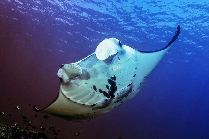 Full-Day Nusa Penida Snorkeling Adventure from Bali - The Sum Up