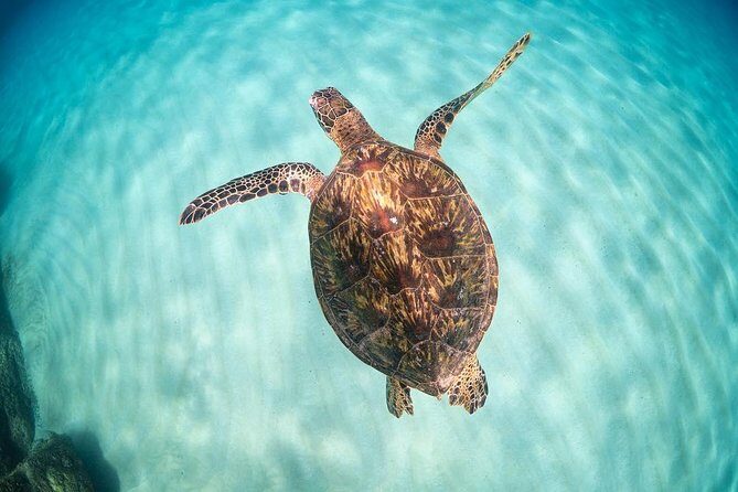 Full day Oahu´s North Shore Circle Island & Snorkeling w/ Turtles - Key Points