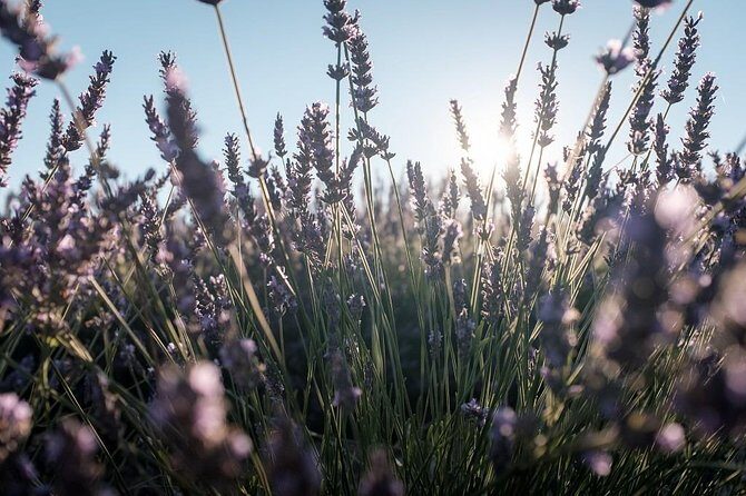 Full Day Ocean of Lavender in Valensole from Avignon - A Deep Dive into the Tour Experience