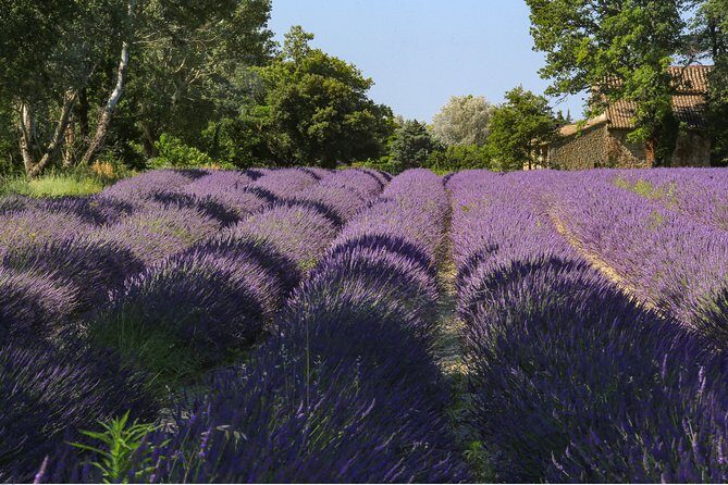 Full Day Ocean of Lavender in Valensole from Avignon - Frequently Asked Questions