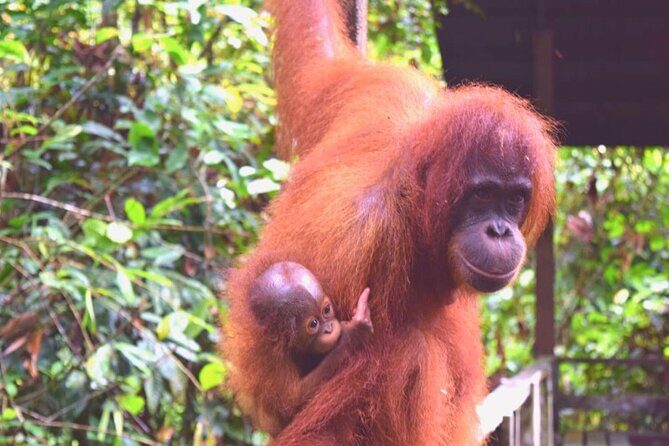 Full Day Orang Utan Sepilok, Proboscis Monkey, Sunbear, RDC - FAQ