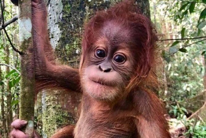 Full-Day Orangutans Adventure in Gunung Leuser - Who Should Consider This Tour?