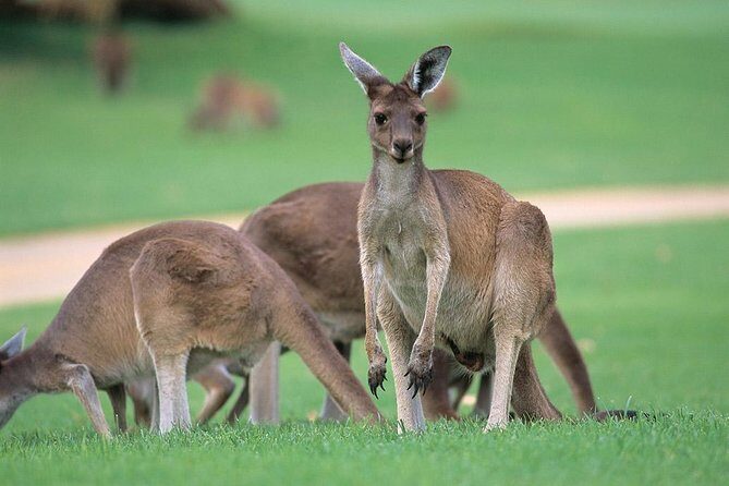 Full-Day Perth, Fremantle, Swan Valley & Wildlife Park - Key Points
