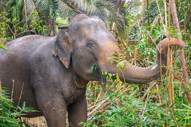 Full Day Phangnga Bay with Andaman Sea Kayak - Who Is This Tour Best For?