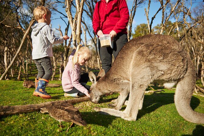 Full-Day Phillip Island Tour with Kangaroo, Koala and Penguin Parade - What to Expect on the Day