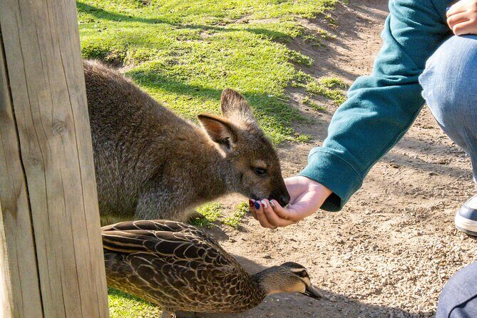 Full-Day Phillip Island Tour with Kangaroo, Koala and Penguin Parade - The Sum Up