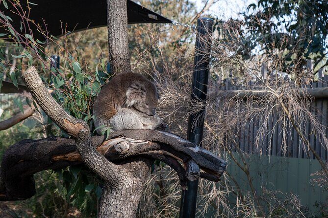 Full-Day Phillip Island Tour with Kangaroo, Koala and Penguin Parade - FAQ