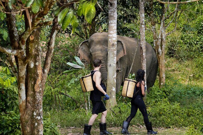 Full-Day Phuket Elephant Sanctuary Tour with Lunch and Dinner - Full-Day Phuket Elephant Sanctuary Tour with Lunch and Dinner: An Honest Look