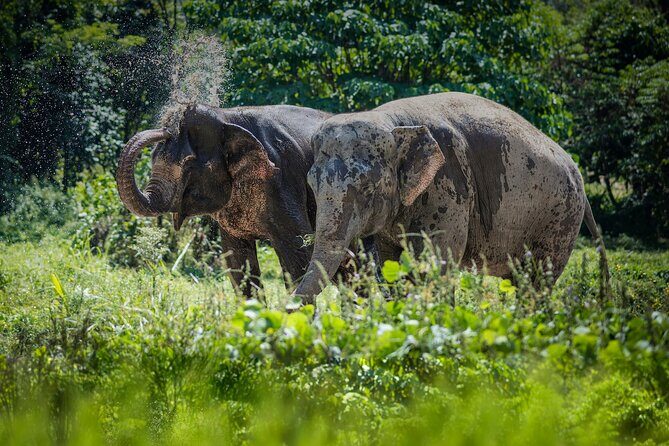 Full-Day Phuket Elephant Sanctuary Tour with Lunch and Dinner - Key Points
