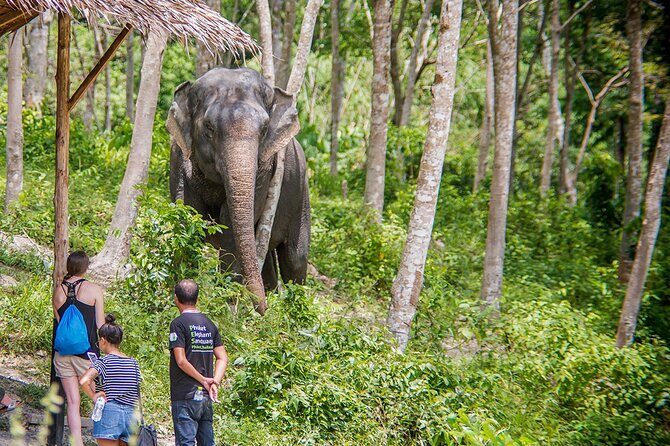 Full-Day Phuket Elephant Sanctuary Tour with Lunch and Dinner - Who Will Love This Experience?