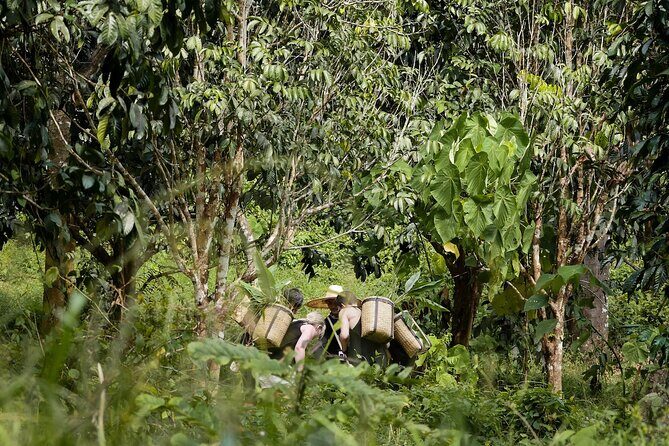 Full-Day Phuket Elephant Sanctuary Tour with Lunch and Dinner - FAQ