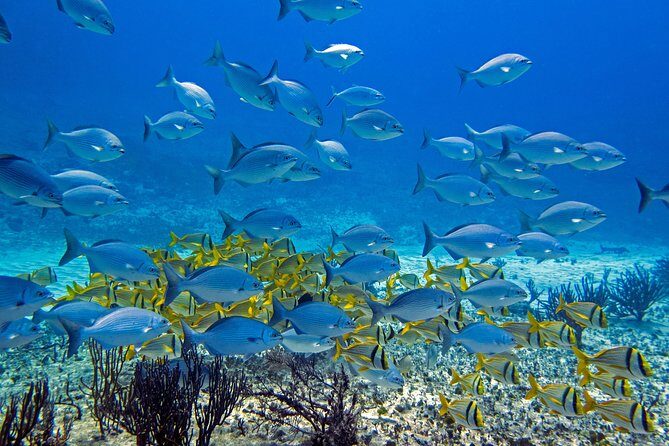 Full-Day Playa del Carmen Reef Diving Activity - What to Expect on Your Reef Diving Day