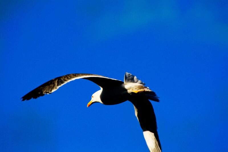 Full Day Ponta de São Lourenço - Natural Reserve - Practical Tips for Your Trip