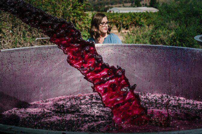 Full Day Private Barossa Valley Wine Tour - The Practical Side: Value, Timing, and Comfort