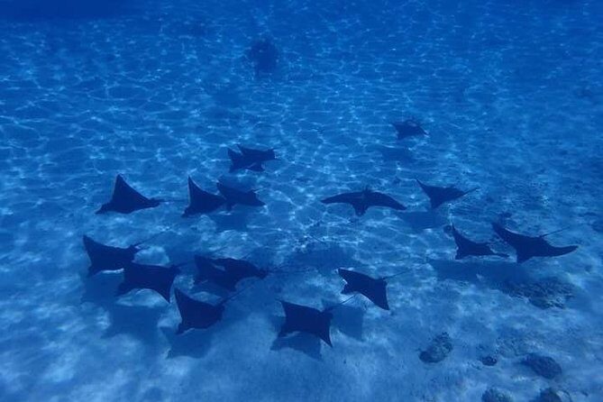 Full-Day Private Boat Tour of Bora Bora Lagoon with Snorkel - What to Expect from the Experience