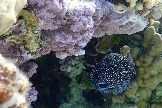 Full-Day Private Boat Tour of Bora Bora Lagoon with Snorkel - The Value of This Tour