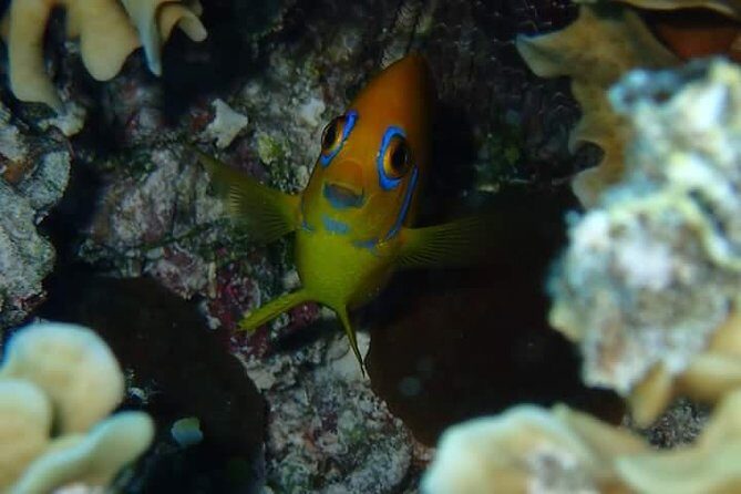 Full-Day Private Boat Tour of Bora Bora Lagoon with Snorkel - FAQ
