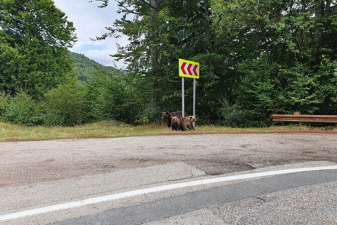 Full-Day Private Carpatian Garden with Dracula's Fortress - Wild Brown Bears - FAQ