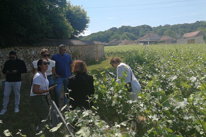 Full-Day Private Champagne Tasting in Reims and its Vineyards - What This Tour Means for You