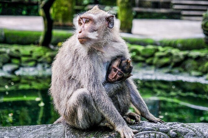 Full Day Private Guided Tour in Bali - FAQs