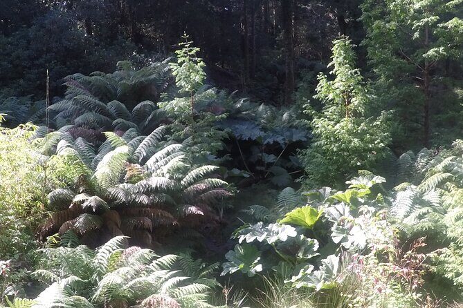 Full-day Private Mizen Head tour from Killarney - Key Points